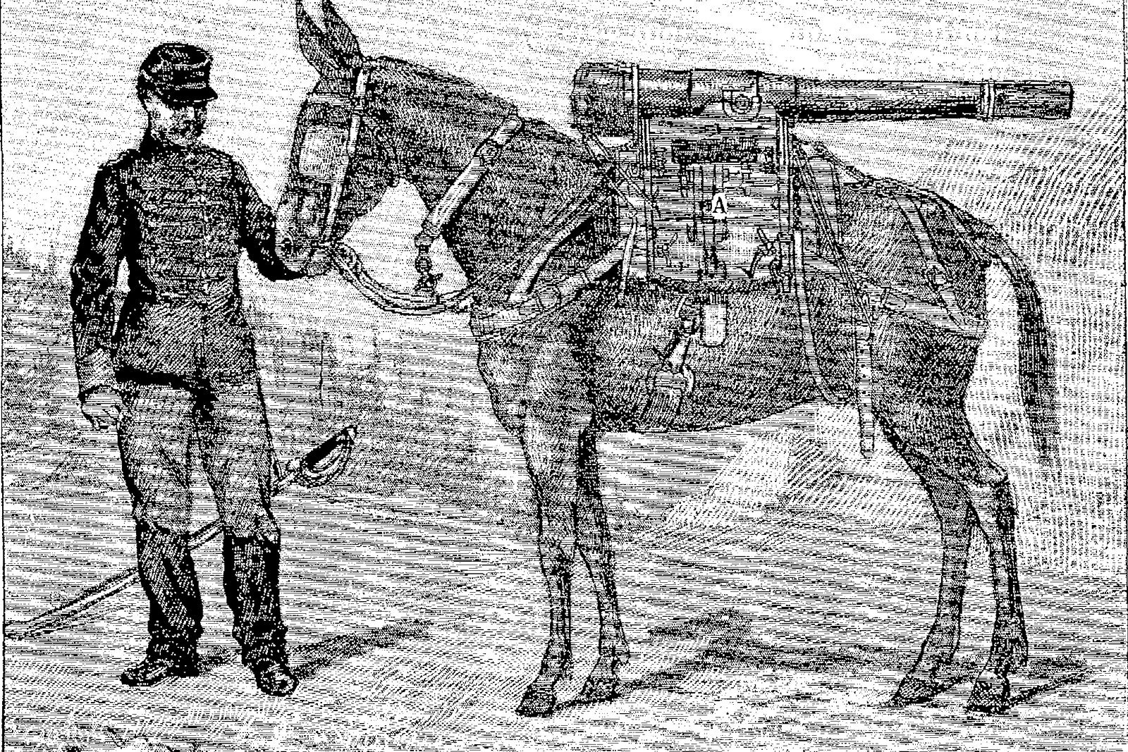 Gravure ancienne d'un mulet chargé d'un canon de montagne démonté