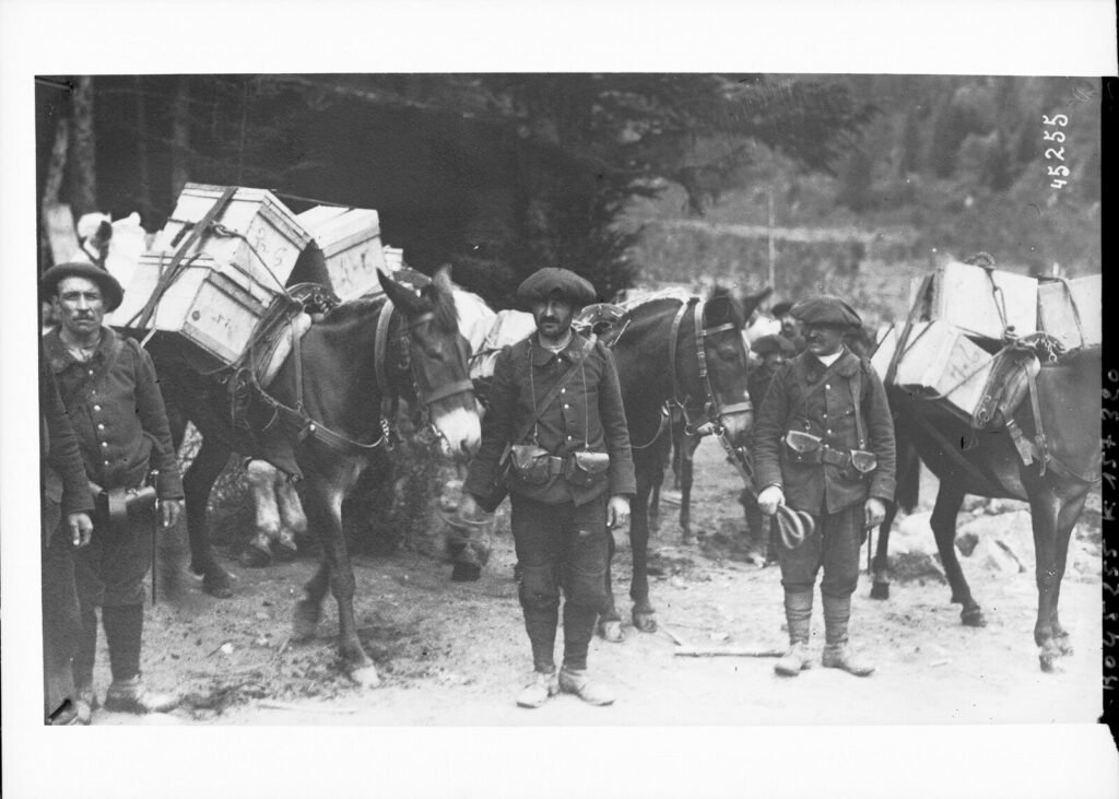 Chasseurs alpins tenant des mulets chargés de caisses de munitions dans les Vosges en septembre 1915
