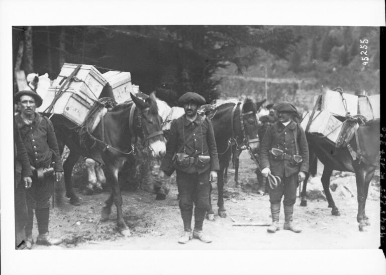 Chasseurs alpins tenant des mulets chargés de caisses de munitions dans les Vosges en septembre 1915